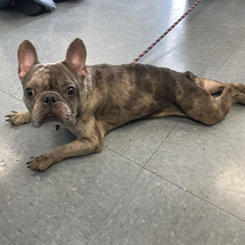 An adult small-sized male Gray / Blue / Silver French Bulldog dog named Twix for adoption in Long Beach, CA