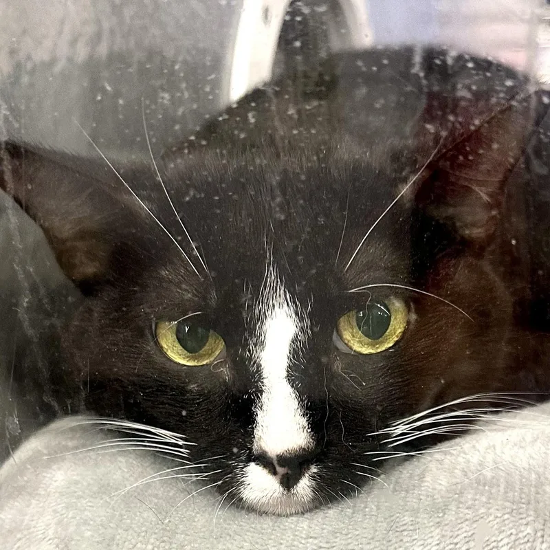 A young large-sized female Black & White / Tuxedo Domestic Short Hair cat named Empress for adoption in Beaufort, SC