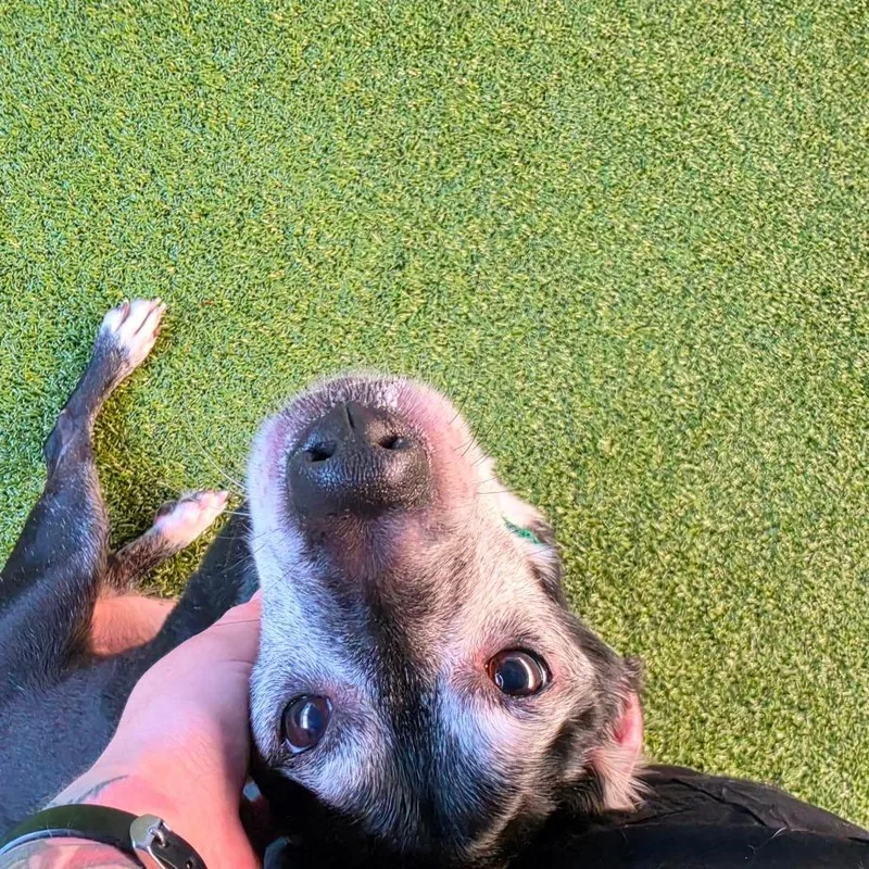A senior small-sized male Black Chihuahua dog named Big Boy for adoption in Greensboro, NC