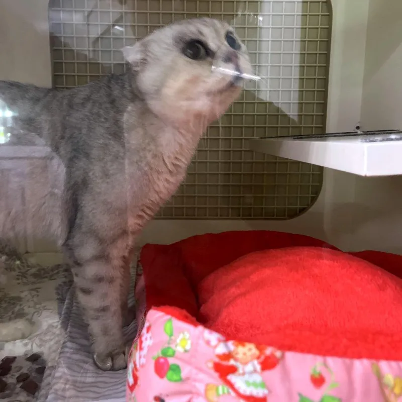 An adult medium-sized male White Domestic Short Hair cat named Momo for adoption in Philadelphia, PA