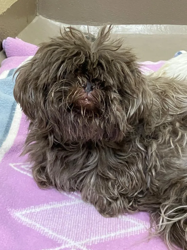 A senior medium-sized male Shih Tzu dog named Reagan for adoption in Christiansburg, VA