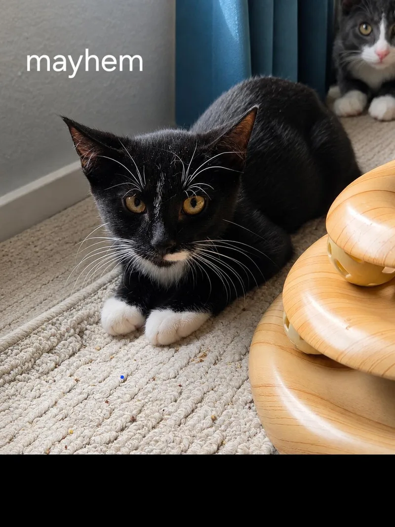 A baby medium-sized male Black & White / Tuxedo Domestic Short Hair cat named Mayhem for adoption in Oviedo, FL
