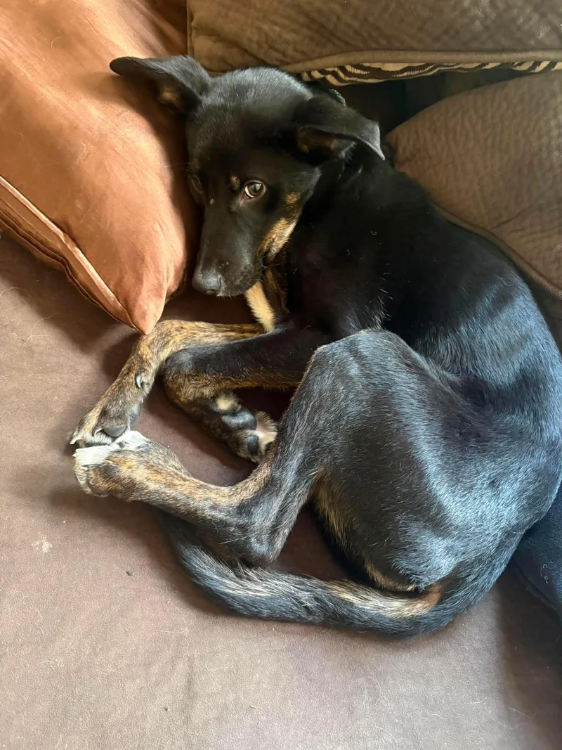 A baby medium-sized male Shepherd dog named Twiggles for adoption in Germantown, OH