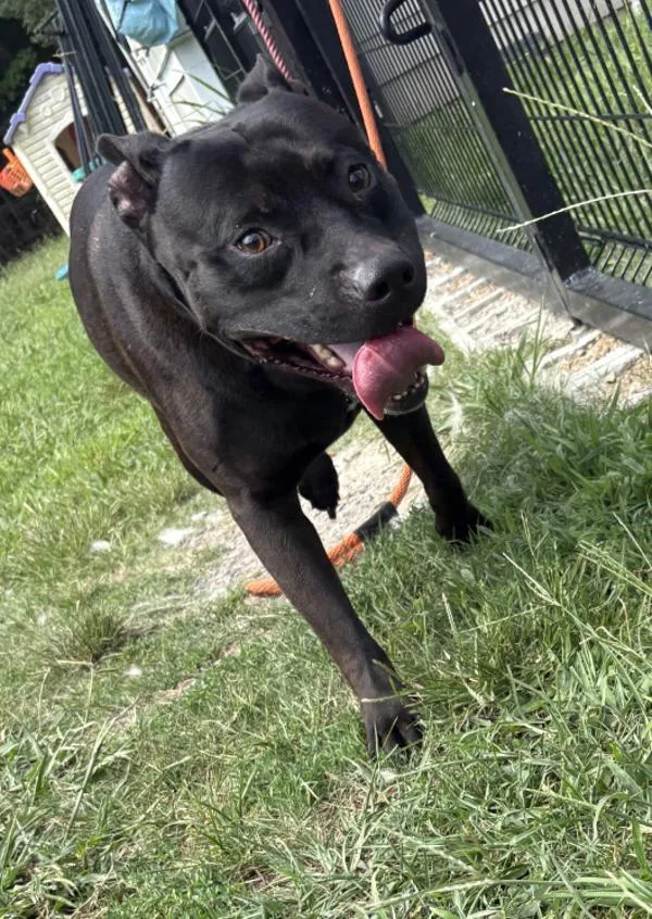 An adult large-sized male Pit Bull Terrier dog named School Bus for adoption in Virginia Beach, VA