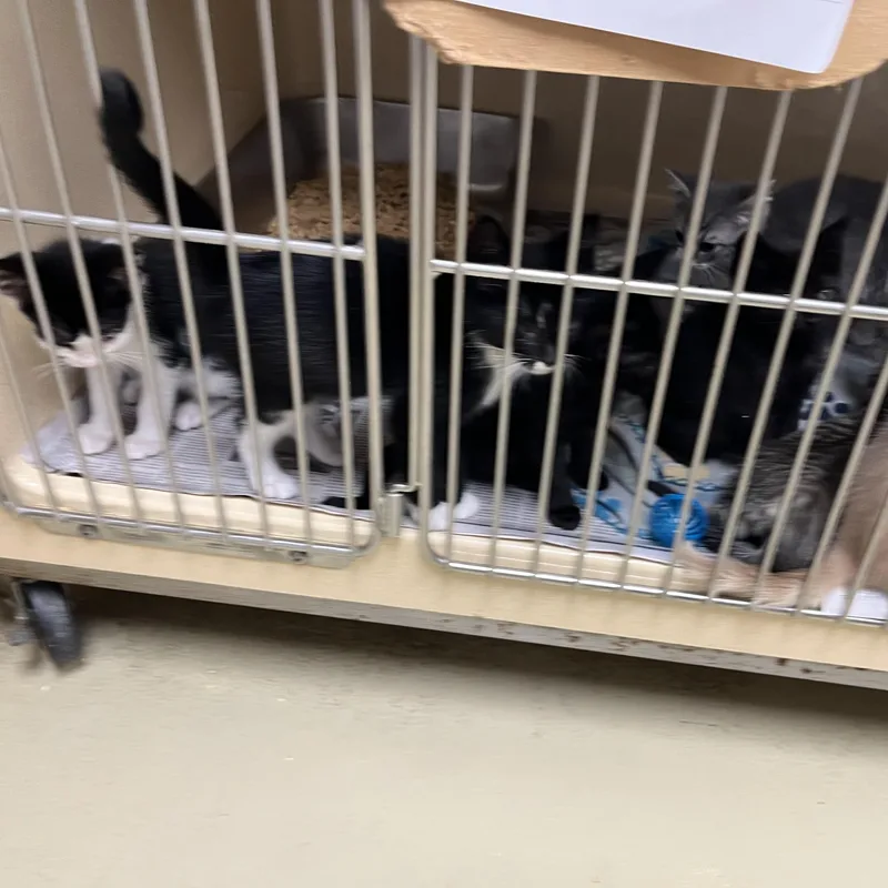 A baby medium-sized male Black Bombay cat named Ginger Grant for adoption in Clarksville, VA