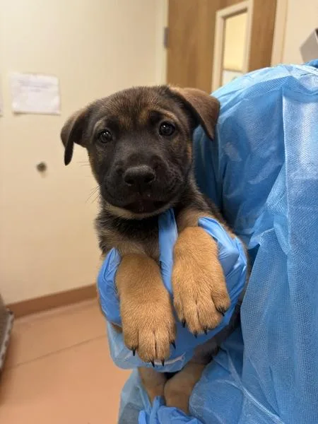 A baby medium-sized male Shepherd dog named Ove for adoption in Kennewick, WA