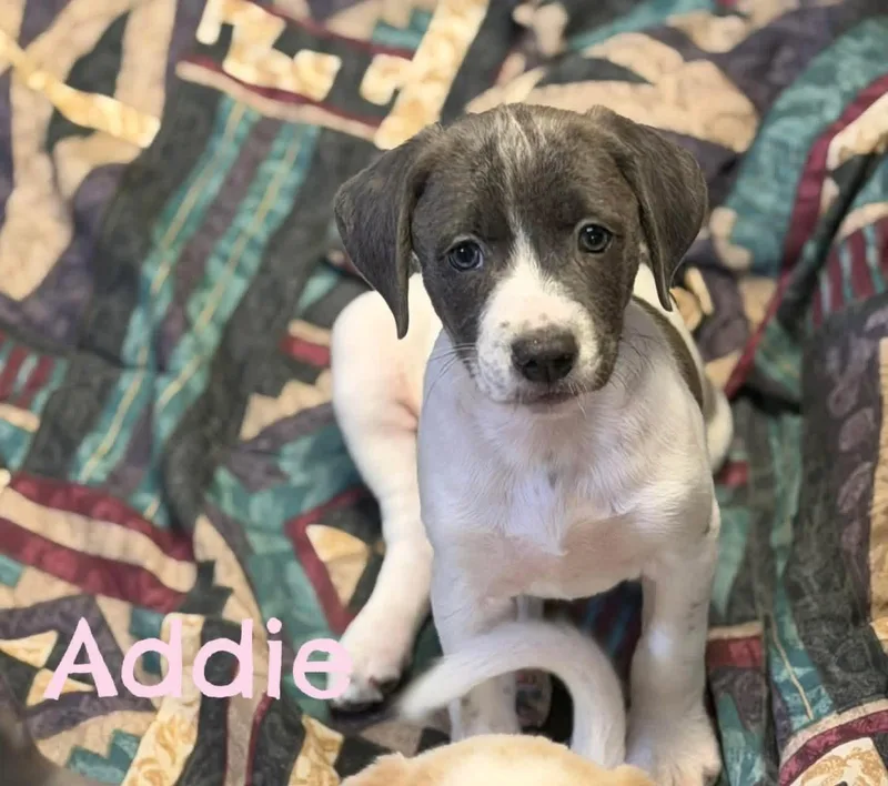 Addie