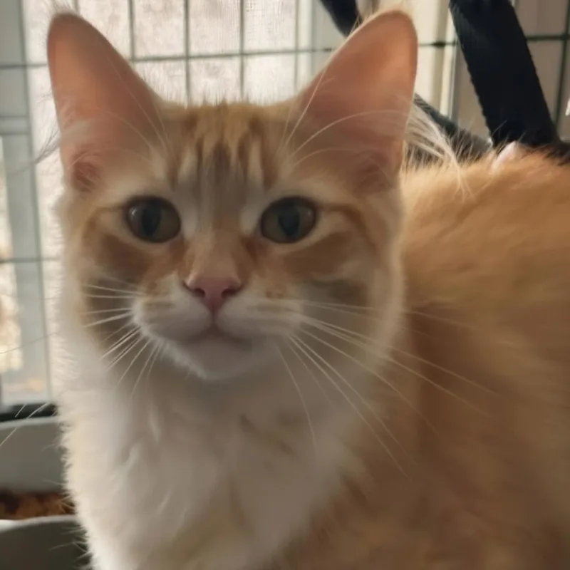 A baby small-sized male Orange / Red Domestic Long Hair cat named Sunny for adoption in Warrensburg, MO