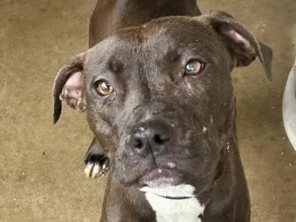 An adult medium-sized female Brown / Chocolate Mixed Breed dog named Ocean for adoption in Georgetown, TX