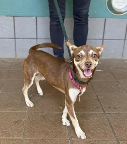 An adult medium-sized female Mixed Breed dog named Spunki for adoption in Honolulu, HI
