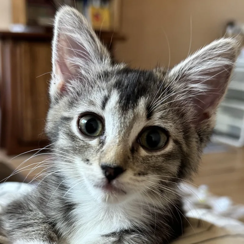 Tilly [and Taro] thumbnail 5