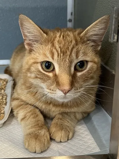 An adult small-sized male Domestic Short Hair cat named Ratt for adoption in Westminster, MD