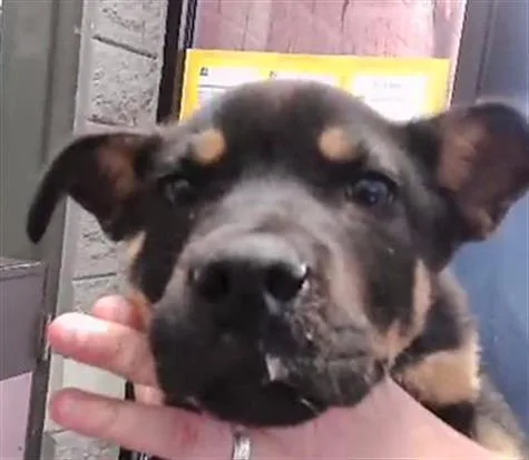 A baby small-sized male German Shepherd Dog dog named Snoop Dogg for adoption in Tulsa, OK