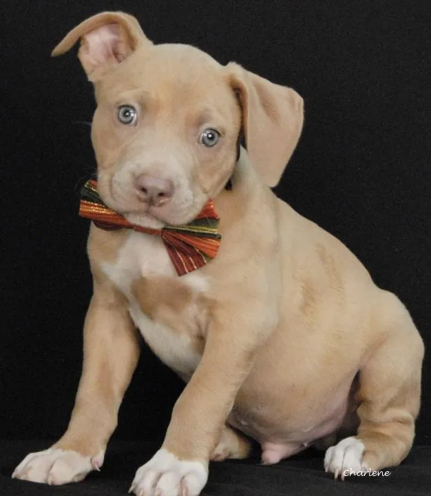 A baby medium-sized male Boxer dog named Carlos for adoption in Newland, NC