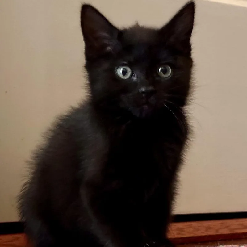 A baby small-sized female Black Domestic Short Hair cat named Moon Pie for adoption in Bel Air, MD