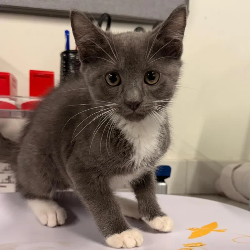 A baby small-sized male Gray / Blue / Silver Domestic Short Hair cat named Duke for adoption in Tampa, FL