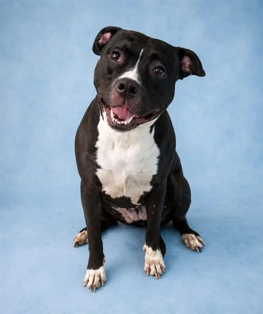 An adult large-sized female Pit Bull Terrier dog named Ruby for adoption in Westminster, MD