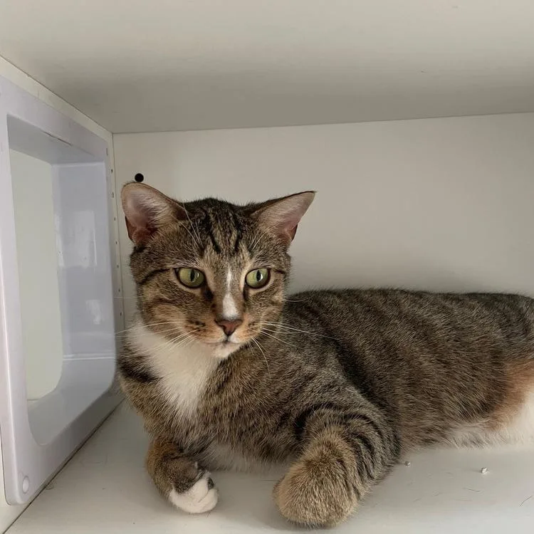 An adult small-sized male Brown / Chocolate Domestic Short Hair cat named Zachary for adoption in Long Island City, NY