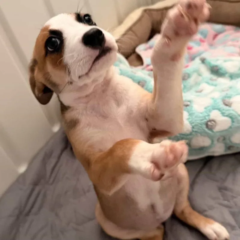 A baby small-sized female Yellow / Tan / Blond / Fawn Mixed Breed dog named Daisy's Pack Pup: Iris for adoption in Falls Church, VA