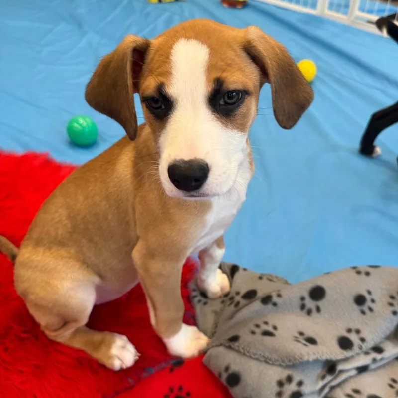 Daisy's Pack Pup: Iris thumbnail 2