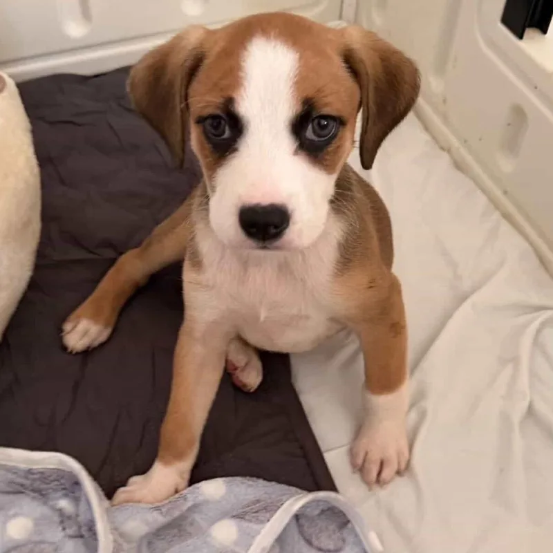 Daisy's Pack Pup: Iris thumbnail 3