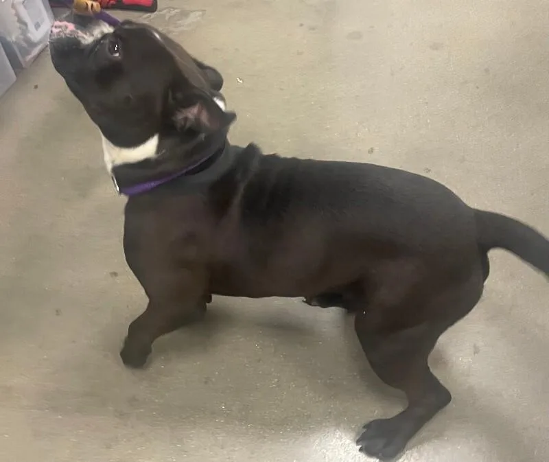 An adult medium-sized male Black Mixed Breed dog named Blimp for adoption in Cincinnati, OH
