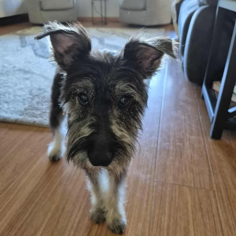 A young small-sized male Miniature Schnauzer dog named Drew for adoption in Homer Glen, IL