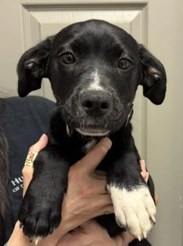 A baby medium-sized female Labrador Retriever dog named Tansybell for adoption in Littleton, CO