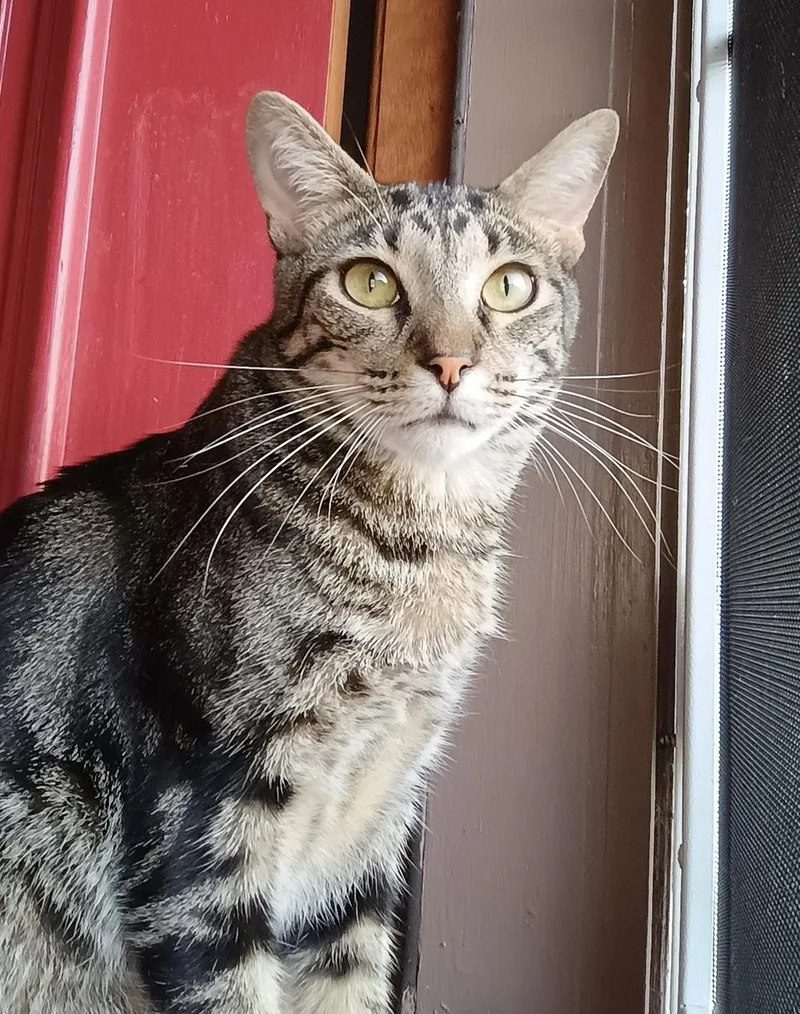 Arnold Perlstein thumbnail 2