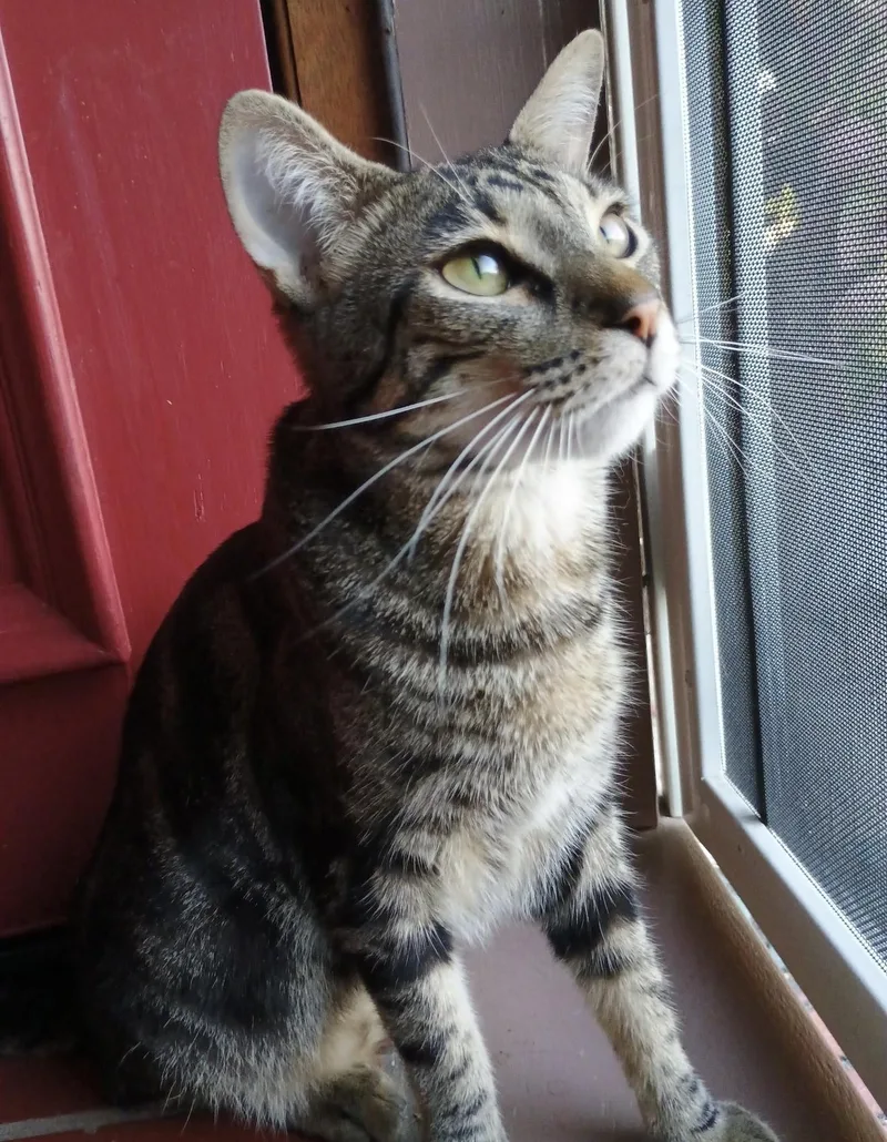 Arnold Perlstein thumbnail 4