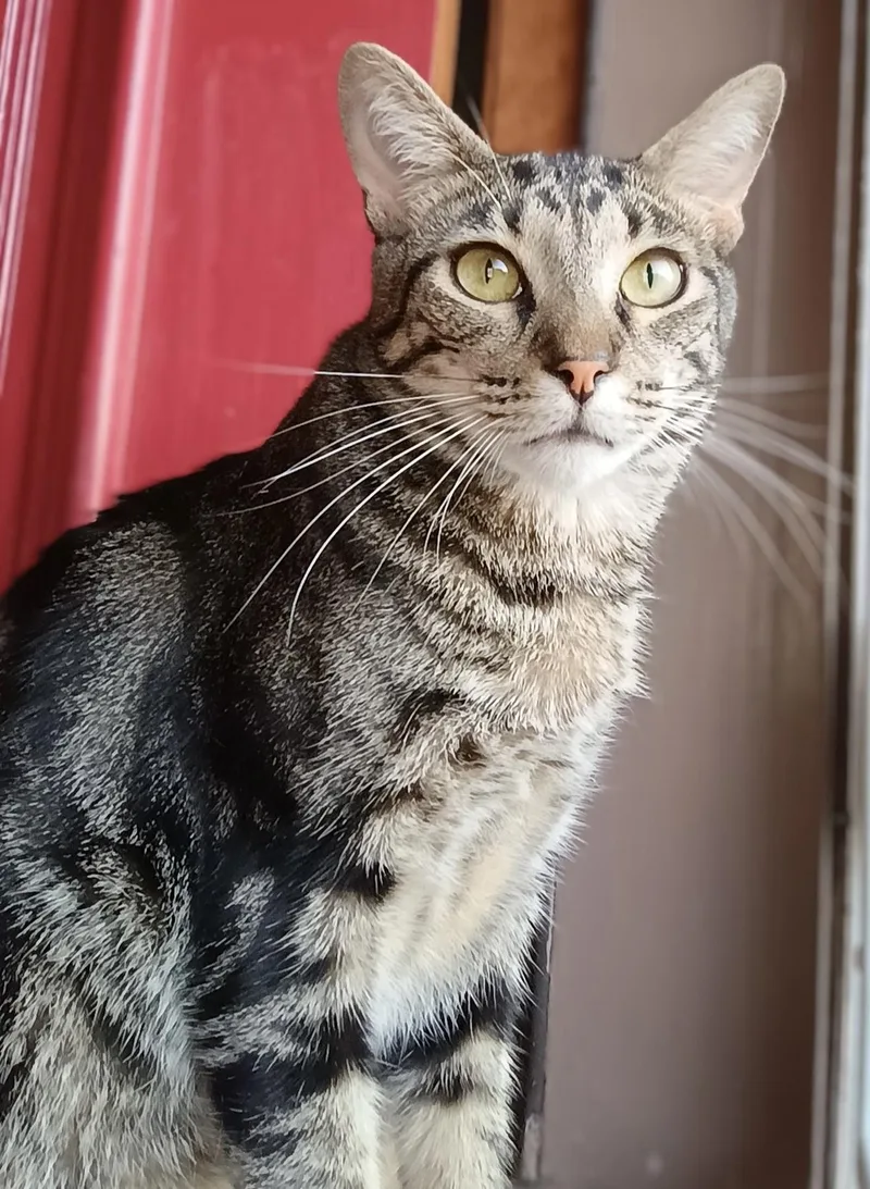 A young large-sized male Tabby (Brown / Chocolate) Domestic Short Hair cat named Arnold Perlstein for adoption in Los Alamitos, CA