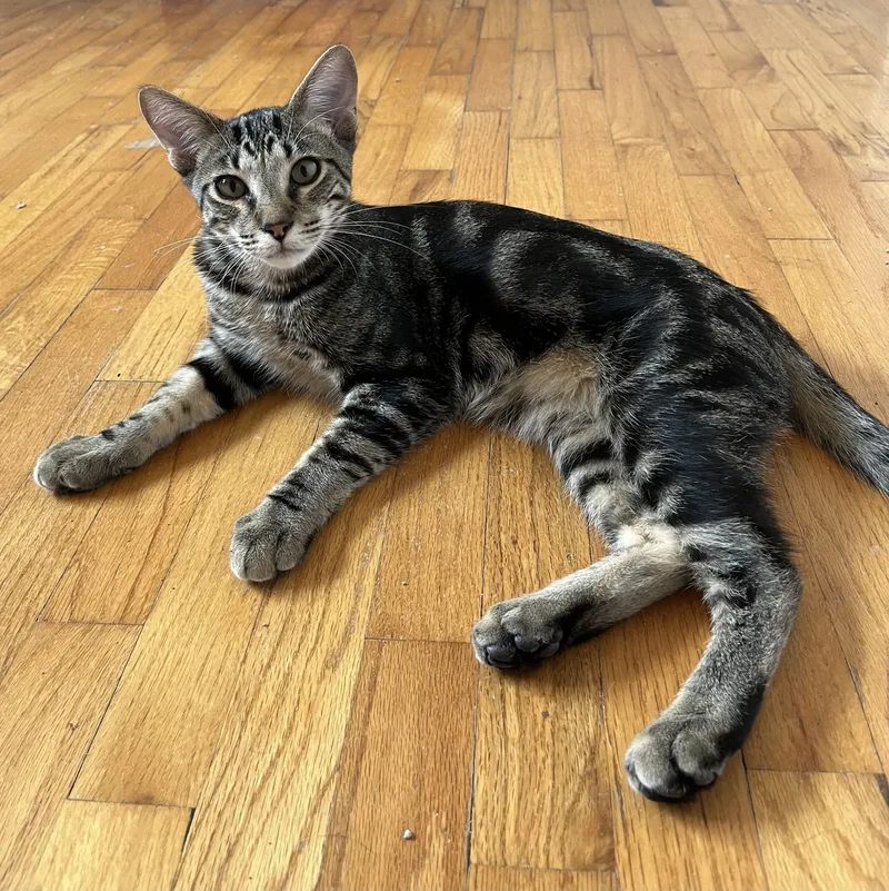 Arnold Perlstein thumbnail 5