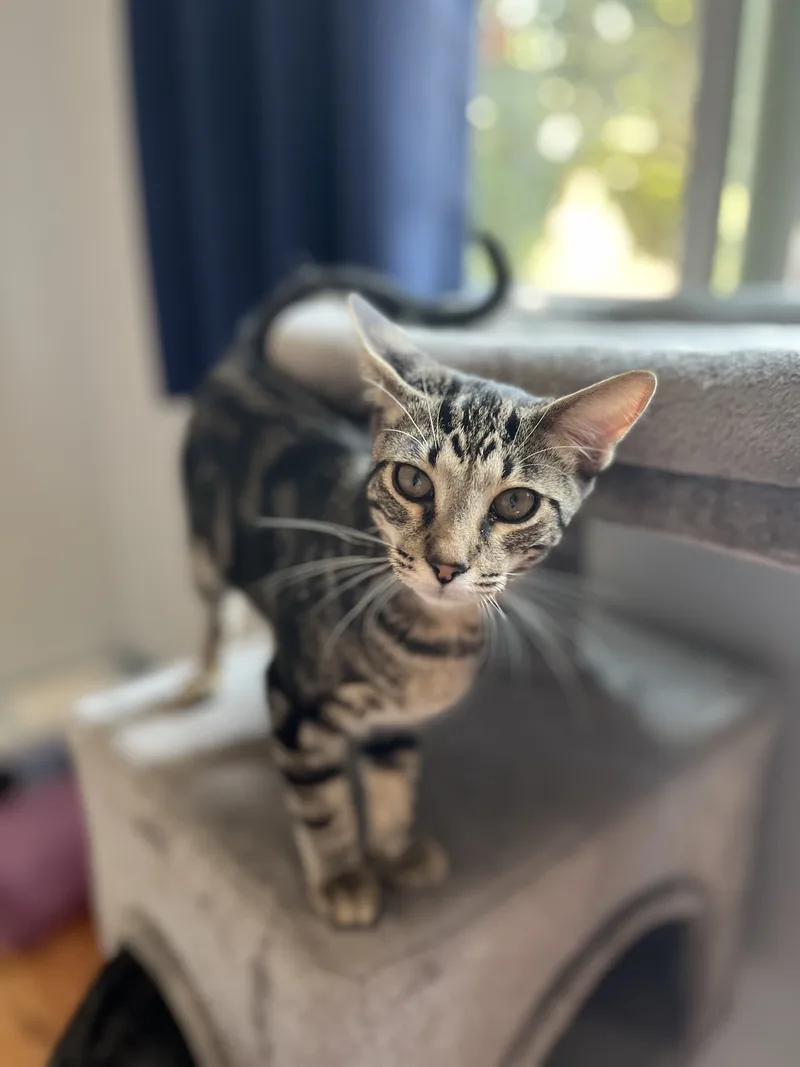 Arnold Perlstein thumbnail 6