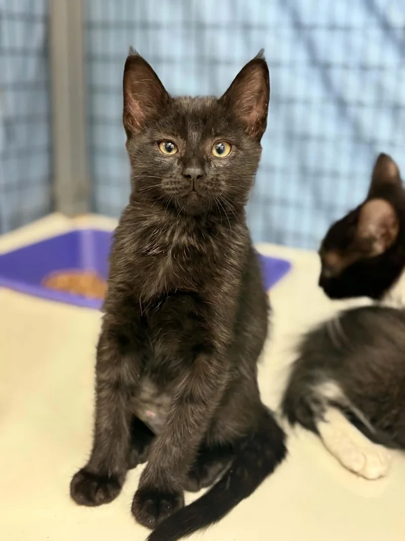 A baby medium-sized female Black Domestic Short Hair cat named Moped for adoption in Grants Pass, OR
