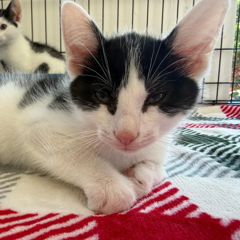 A baby small-sized male Black Domestic Short Hair cat named Stan for adoption in Deerfield, IL