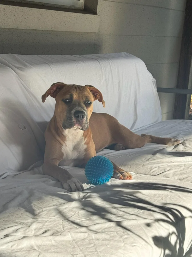 A young medium-sized female Pit Bull Terrier dog named Buttercup for adoption in Orlando, FL
