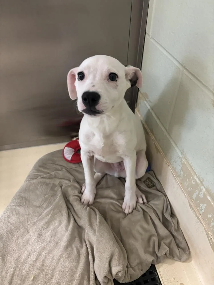 A young small-sized male White / Cream Terrier dog named Hugo for adoption in Kalamazoo, MI