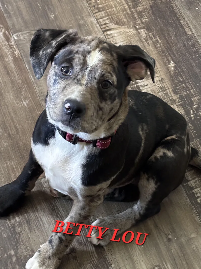 Betty Lou thumbnail 2