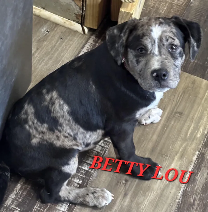 Betty Lou thumbnail 3