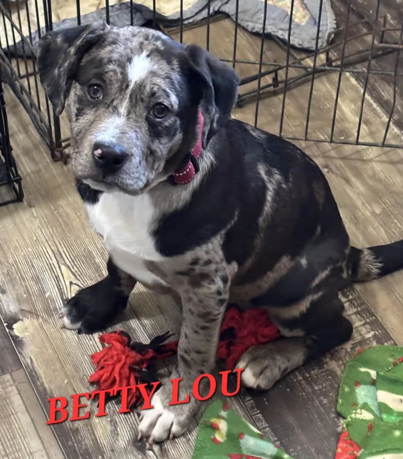 Betty Lou thumbnail 4