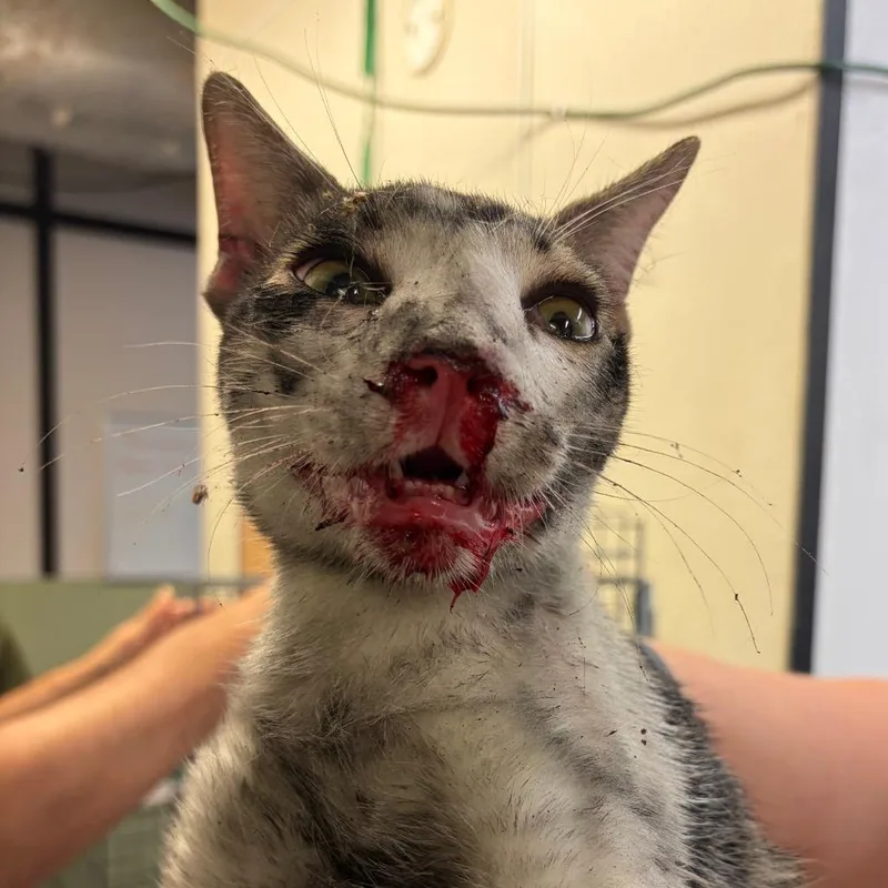 A young medium-sized male White Domestic Short Hair cat named Herbie for adoption in Lake Jackson, TX