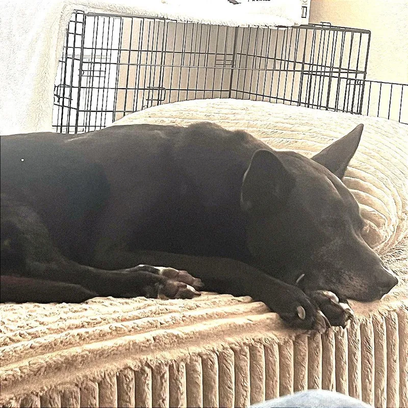 A senior medium-sized female Mixed Breed dog named Bridget for adoption in Galveston, TX