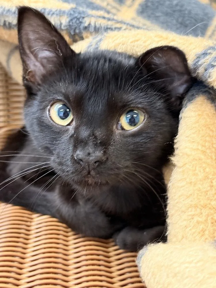 A baby small-sized male Black Domestic Short Hair cat named Yeti for adoption in Fort Walton Beach, FL