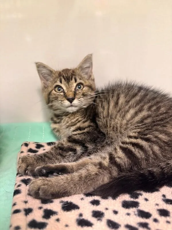 A young medium-sized male Tabby (Brown / Chocolate) Domestic Short Hair cat named Quack for adoption in Warren, PA