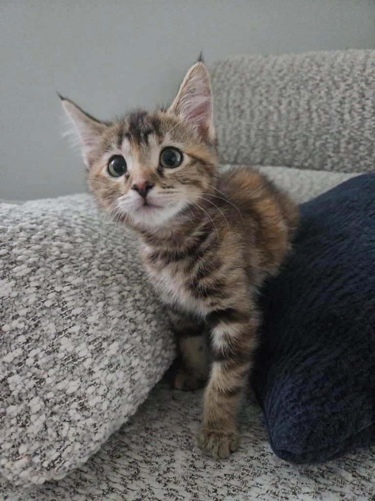 A baby medium-sized female Domestic Short Hair cat named Tiare for adoption in Salt Lake City, UT