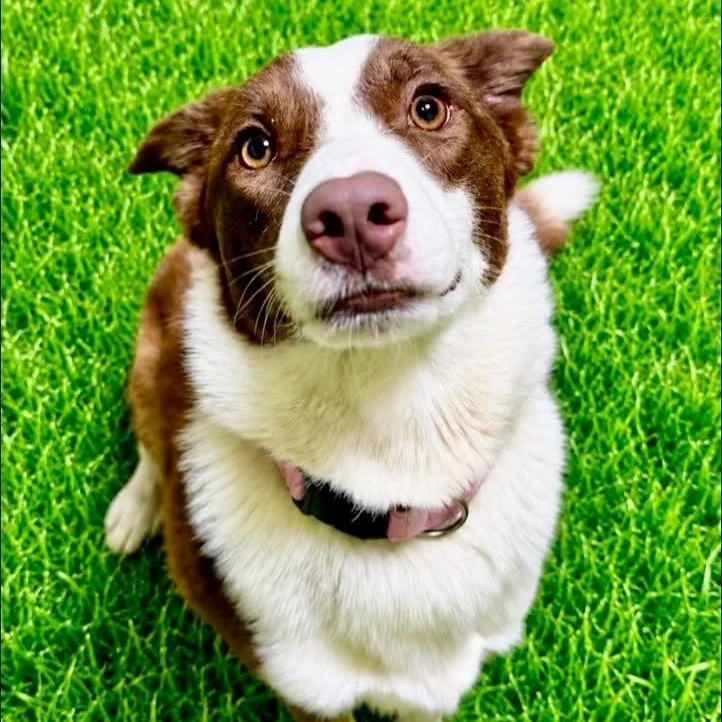 A baby medium-sized female Brown / Chocolate Australian Shepherd dog named Amelia for adoption in Battle Creek, MI