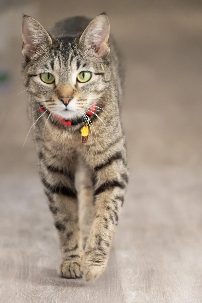 French Fry thumbnail 2