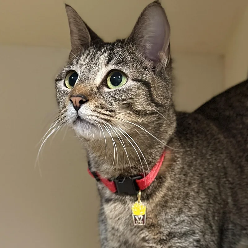 French Fry thumbnail 3