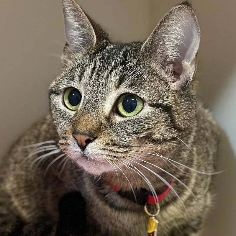 French Fry thumbnail 6