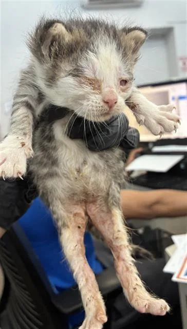 A baby medium-sized female Domestic Short Hair cat named Aries for adoption in Dallas, TX